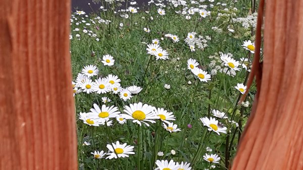 Photo gallery summer