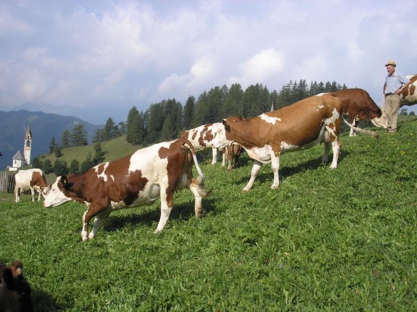 Ferienwohnungen auf dem Bauernhof Tolpei La Val und Pederoa