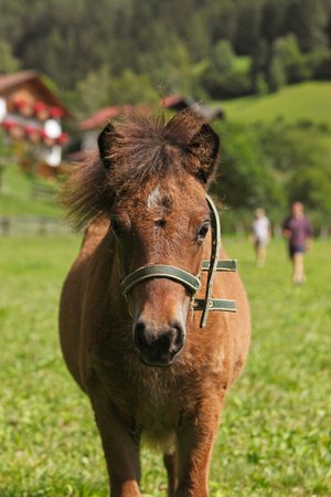 Foto degli animali