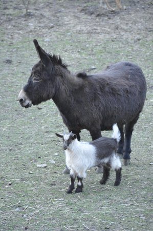 Foto degli animali