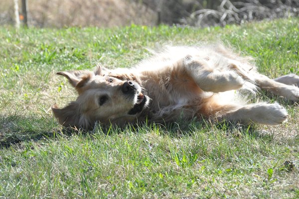 Foto degli animali