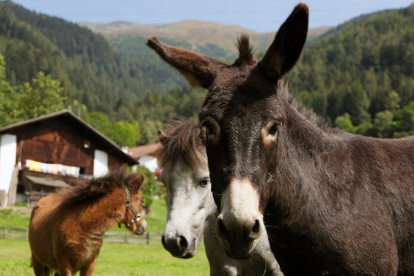 Foto degli animali