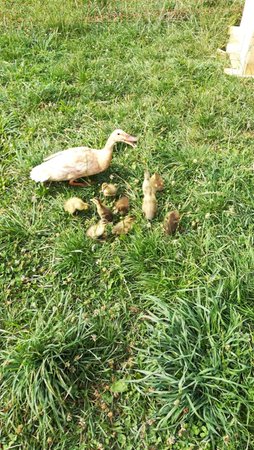 Foto degli animali