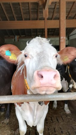 Foto degli animali