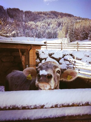 Foto degli animali