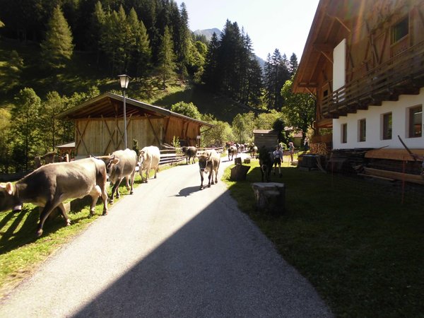 Foto degli animali