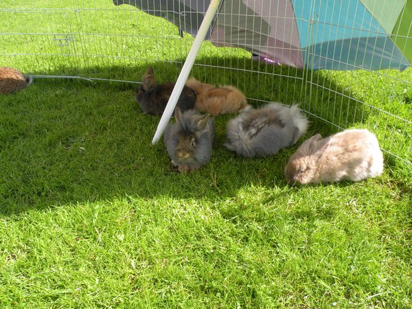 Foto degli animali