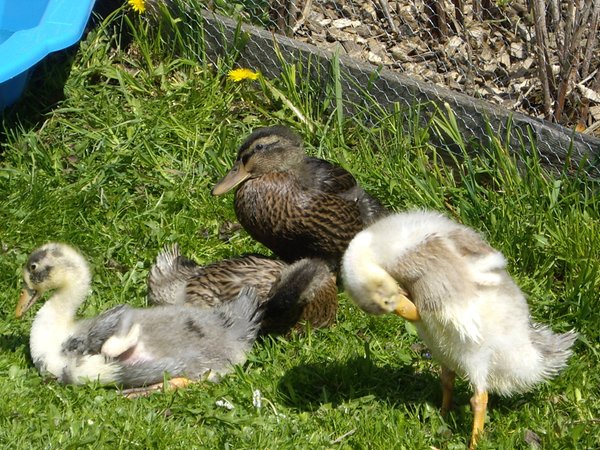 Foto degli animali
