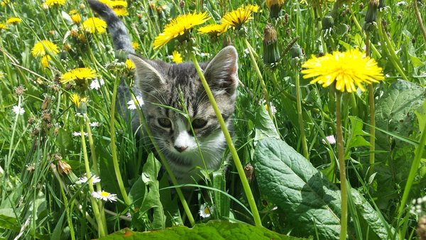 Foto degli animali
