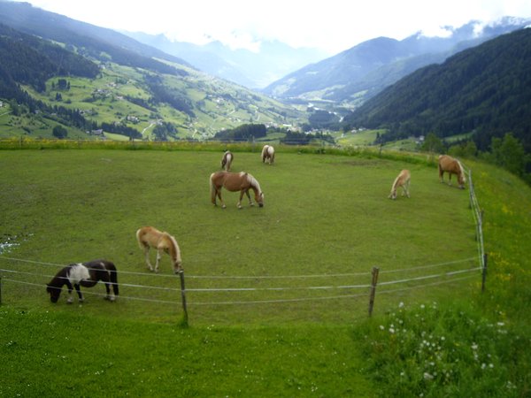Foto degli animali