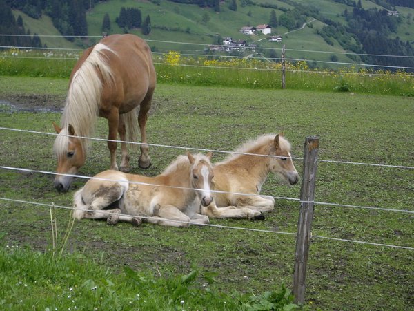 Foto degli animali