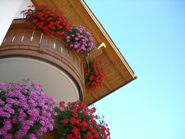 Foto esterno in estate Alpenrose