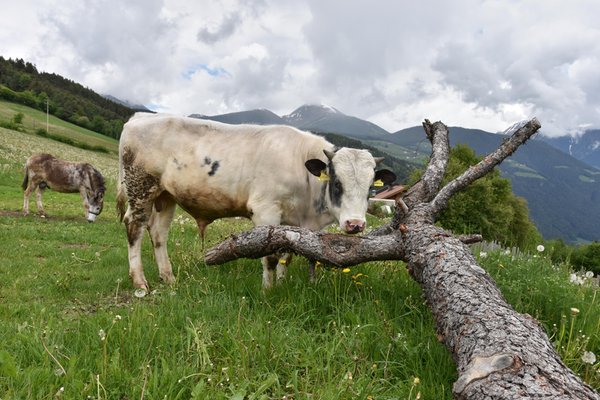 Foto degli animali