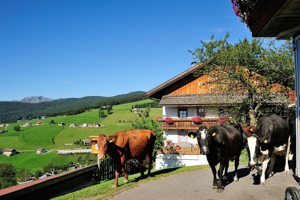 Photo of the animals