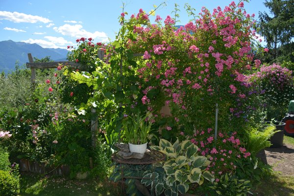Foto del giardino Sciaves