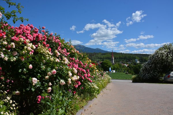 Foto del giardino Sciaves