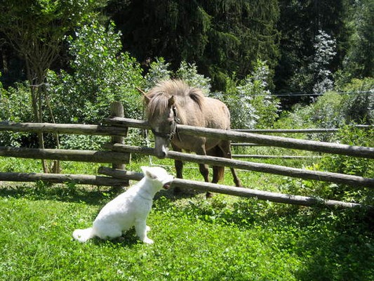 Foto del giardino S. Andrea (Zona di Bressanone)