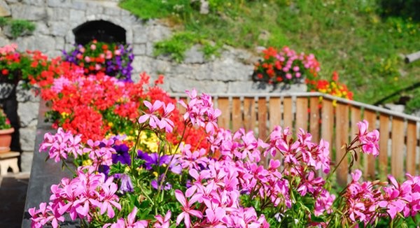 Photo of the garden Bressanone / Brixen