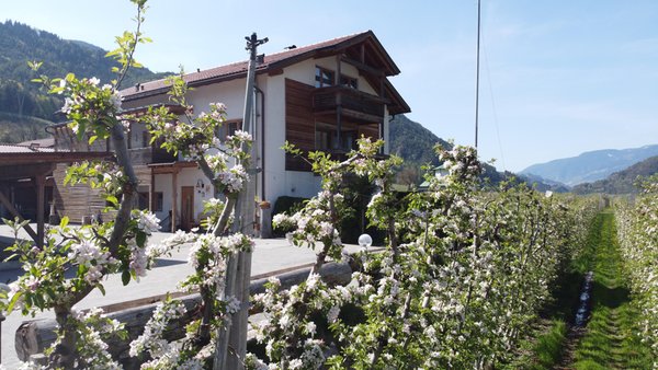 Foto esterno in estate Obermoarhof