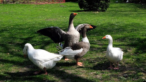 Foto degli animali