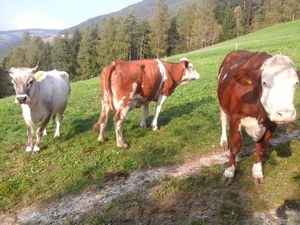 Foto degli animali