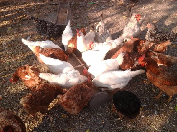 Foto degli animali