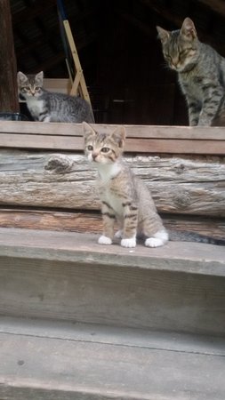 Foto degli animali