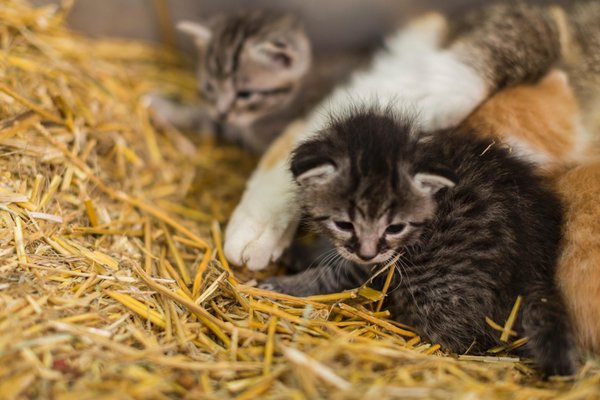Foto degli animali