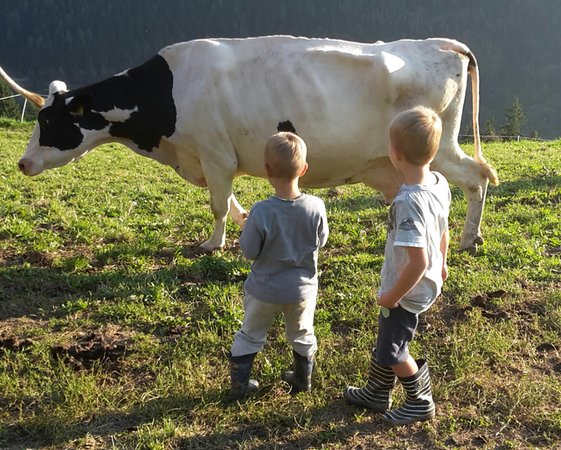 Foto degli animali