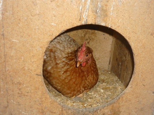 Tierfoto