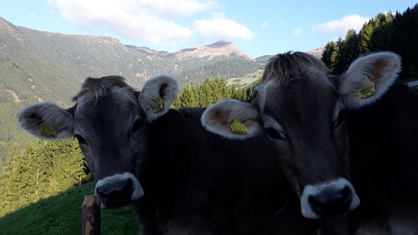 Tierfoto