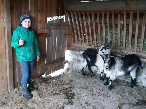 Foto degli animali