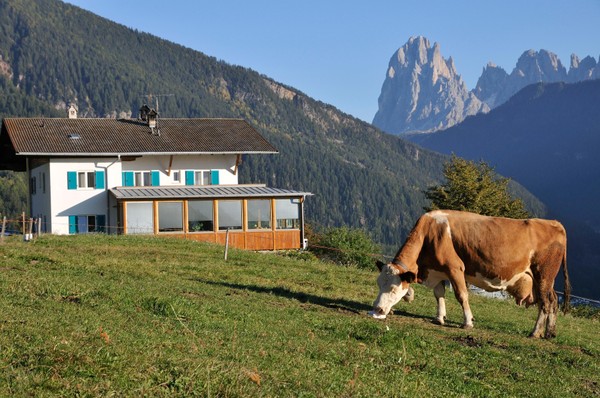 Tierfoto