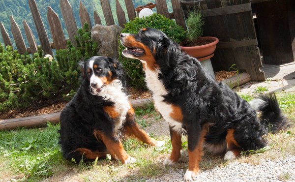Foto degli animali