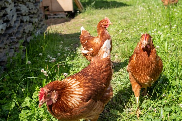 Foto degli animali