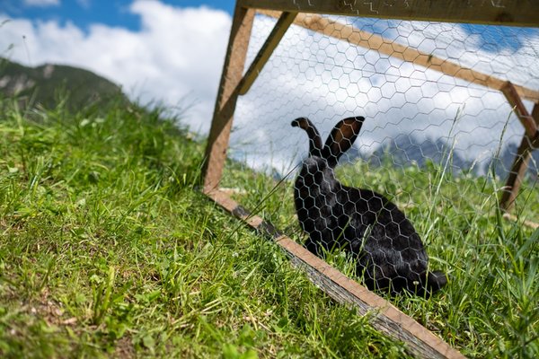 Foto degli animali