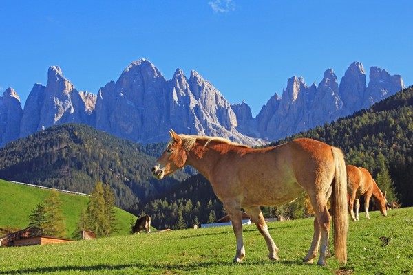 Tierfoto