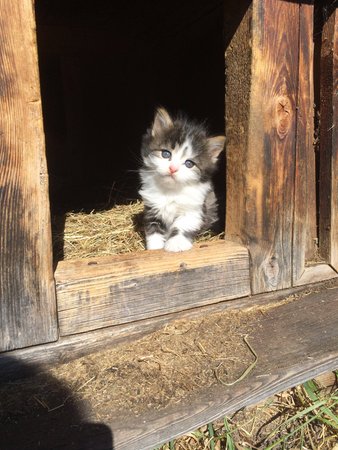 Foto degli animali