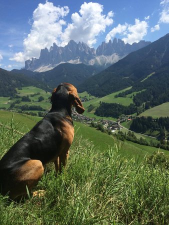 Foto degli animali
