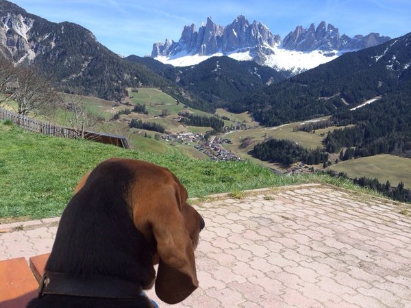 Foto degli animali