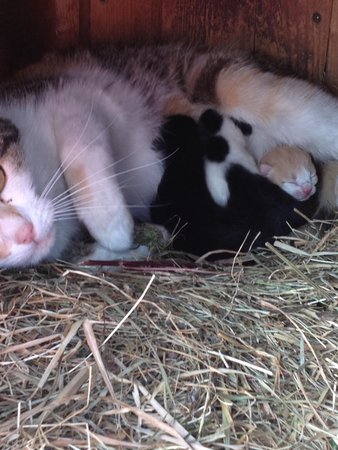 Foto degli animali