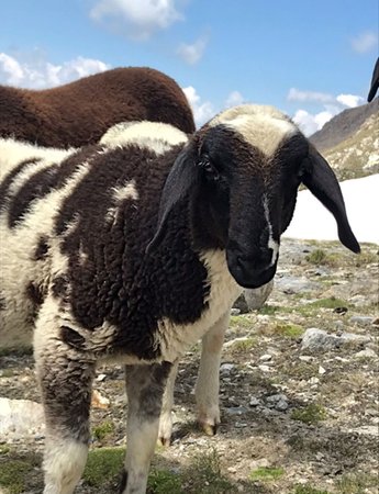 Foto degli animali