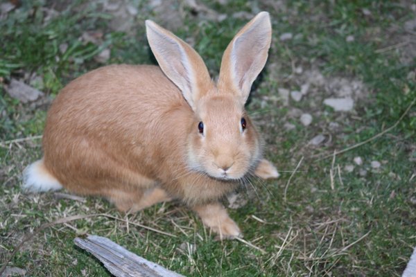Foto degli animali