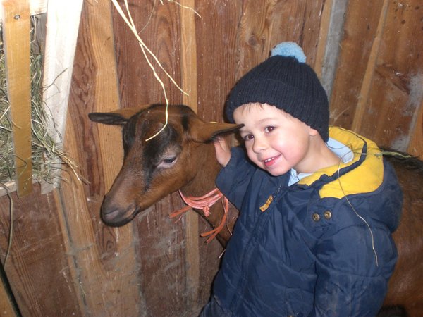 Foto degli animali