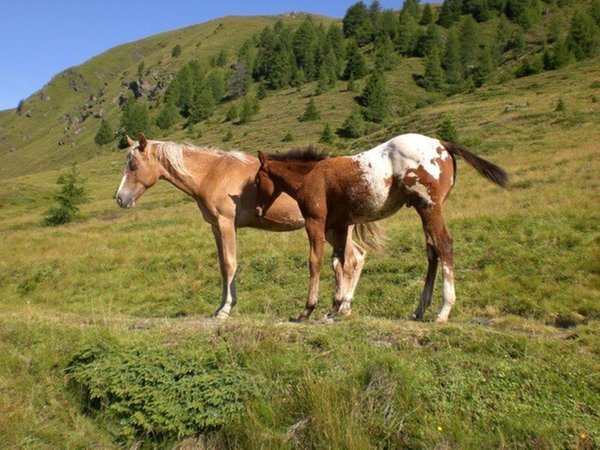 Foto degli animali