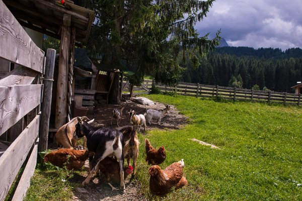 Photo of the animals