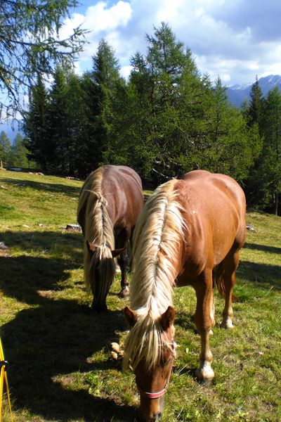Foto degli animali