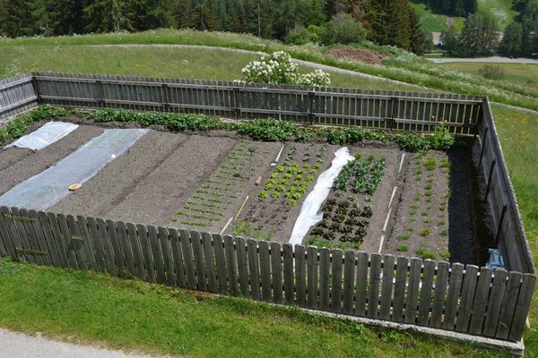 Photo of the vegetable garden