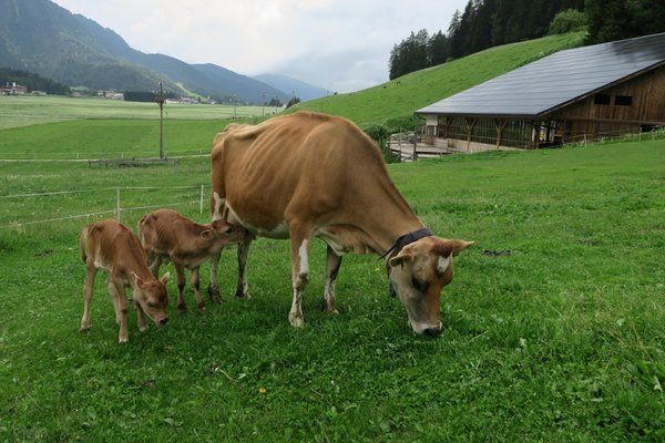 Foto degli animali