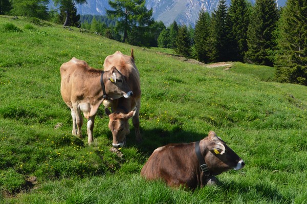 Tierfoto